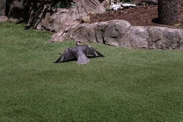 .photographs of a common falcon in nature, natural habitat