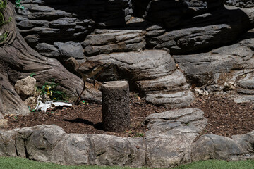 photographs of a common bird in the middle of nature, natural habitat