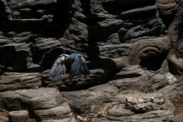 .photographs of a common falcon in nature, natural habitat