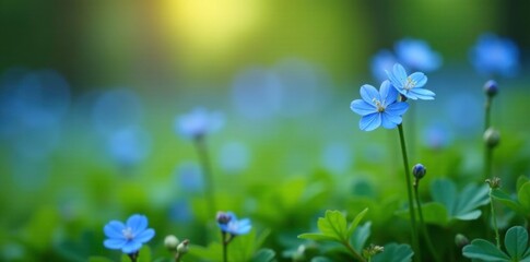 Tiny blue flowers blooming on green stems in the spring, myosotis, flowers, nature