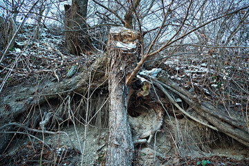 Tree stump with roots after a tree has been cut down. Bottom view