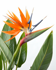 Obraz premium A vibrant Bird of Paradise flower showcases striking orange and blue hues, flanked by lush green leaves, symbolizing tropical beauty and exotic elegance.