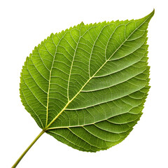 Obraz premium green leaf isolated on white