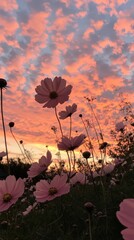 A dramatic shot of cosmos flowers in silhouette against a fiery sunset, capturing their delicate outlines.
