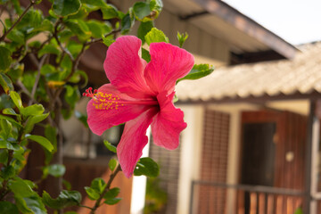 A vibrant pink hibiscus flower