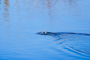 landscape with water rising from the surface of a lake after a waterfowl has dived