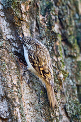 (Certhia familiaris) on a tree where it searches for food by hammering the