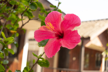 A vibrant pink hibiscus flower
