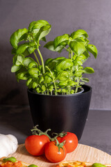 Fresh Basil Plant in a Black Pot with Tomatoes and Garlic