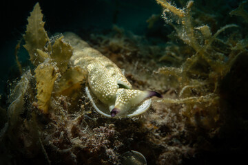 Nudibrunch Plakobranchus papua. Underwater macro photo was taken in the island Romblon, Philippines
