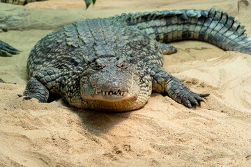 photographs of a crocodile in nature, natural habitat