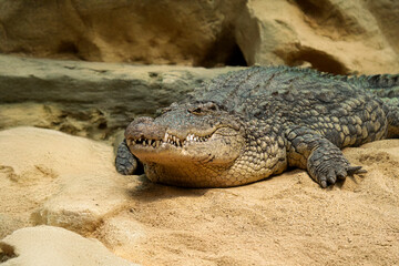 Obraz premium Generated image