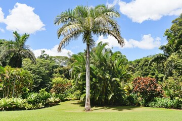 Fototapeta premium Brazil Nut Tree in Amazon Rainforest A towering Brazil nut tree surrounded by dense tropical greenery.