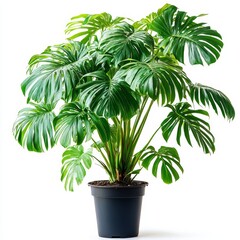 A large potted plant isolated on a clean white background with a cut-out effect, showcasing its lush greenery and natural beauty, ideal for interior design, gardening, or decor concepts.