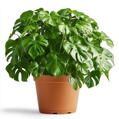 Fototapeta premium A large potted plant isolated on a clean white background with a cut-out effect, showcasing its lush greenery and natural beauty, ideal for interior design, gardening, or decor concepts.