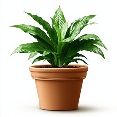 Obraz premium A large potted plant isolated on a clean white background with a cut-out effect, showcasing its lush greenery and natural beauty, ideal for interior design, gardening, or decor concepts.