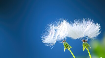 Obraz premium White dandelion seeds blowing in wind, blue background, nature scene, perfect for peaceful designs