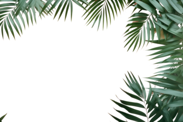 PNG Palm leaves backgrounds outdoors nature.