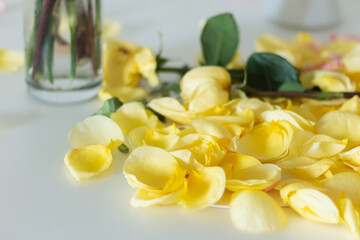 Yellow rose petals lying on a white table in close-up. Pruning flowers