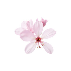 Pink blooming tree flower on transparent background. Flower png.  Spring and tree blossom. Sakura