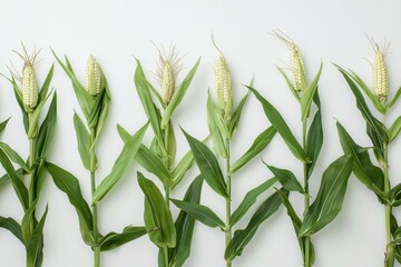 Obraz premium Fresh corn on the cob arranged in a neat row showcasing vibrant green leaves and delightful yellow kernels during summer harvest