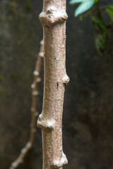 branch or brown stem of cassava or manihot plant close-up view, aka manioc, yuca or brazilian arrowroot, root vegetable tree part in soft focus