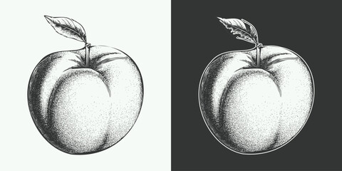 Vintage engraving gravure retro style fruit peach illustration