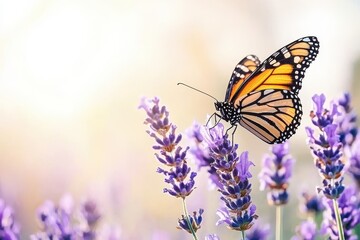 Obraz premium Butterfly on a Flower A monarch butterfly perched on a purple lavender flower under soft sunlight. 