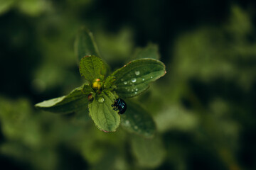 bug on a leaf
