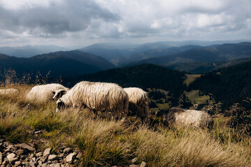 Fototapeta premium sheep in the mountains