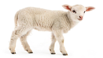 Obraz premium young lamb looking at camera