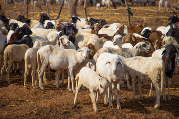 un troupeau de moutons 