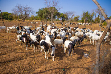 un troupeau de mouton en p&acirc;turage