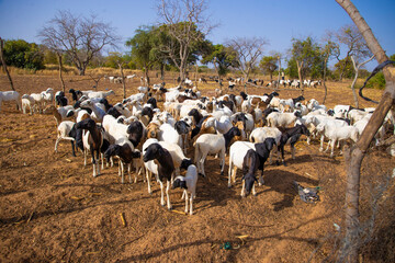 les moutons  p&acirc;turage 