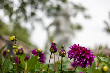 Vibrant purple flowers in focus, surrounded by green leaves, with a blurred statue and soft natural background, creating a dreamy garden scene full of color and serenity.