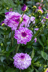 Vibrant purple flowers in focus, surrounded by green leaves, soft natural background, creating a dreamy garden scene full of color and serenity.