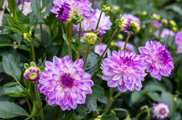 Vibrant purple flowers in focus, surrounded by green leaves, soft natural background, creating a dreamy garden scene full of color and serenity.