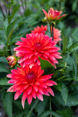 A close-up red dahlias in full bloom with delicate petals and lush green leaves. The flowers are fresh, detailed, and striking against a blurred natural background, creating a vivid garden scene.