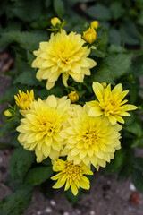 A close-up of vibrant yellow dahlia flowers in full bloom, surrounded by lush green leaves. The petals are delicate and layered, with some buds still unopened, adding depth to the composition.