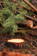 Small stump, cutting trees and pine branches, forest. Cut pine branches in green forest, close-up. Tree cutting concept. Trimming branches that interfere with wires. Pile of cut green pine branches
