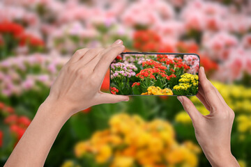 Plant identifier application. Woman taking photo of flowers outdoors, closeup
