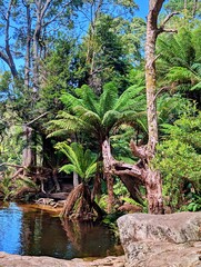A view of Halls Falls, East Tasmania, Australia.