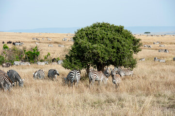 Herd of Zebra in the Savannah of Africa