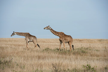 Giraffe Herd in the Savannah of Kenya