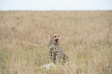 Cheetah roams through its territory