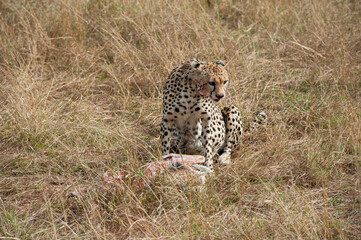 Cheetah roams through its territory