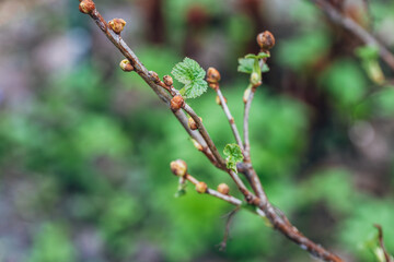 Blackcurrant Gall or Big Bud Mite pest. Infected enlarged round buds on young currant bush in Spring