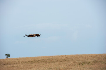 vulture in flight