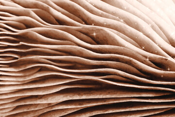 Mushroom, macro view. Mocha mousse - color of 2025 year