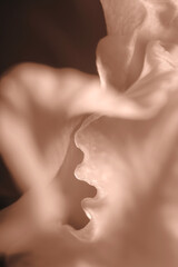 Leaf of plant in mocha mousse color, closeup. Trendy color of 2025 year